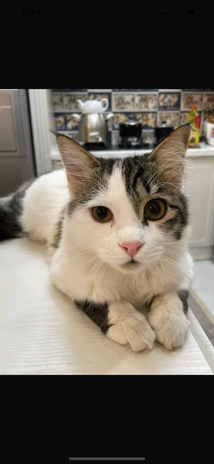 گربه واگذاری|گربه|فردیس, خیام شرقی|دیوار