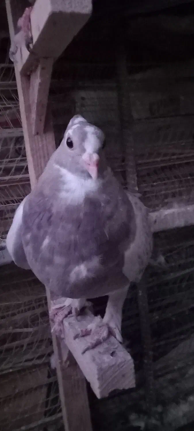 جوجه نر شغلا شده|پرنده|کرمان, |دیوار