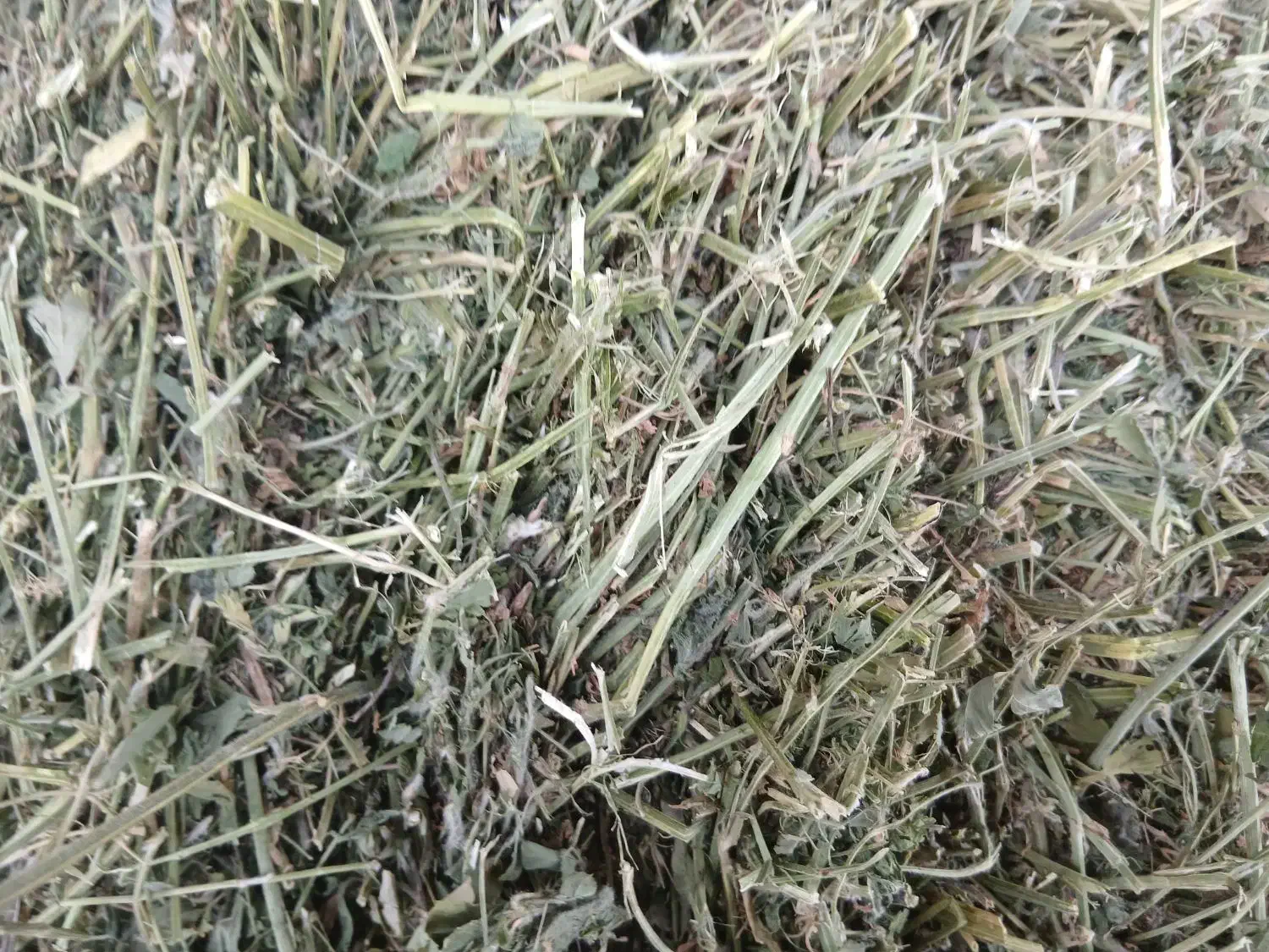 فروش پرس یونجه|خدمات باغبانی و درختکاری|برازجان, |دیوار