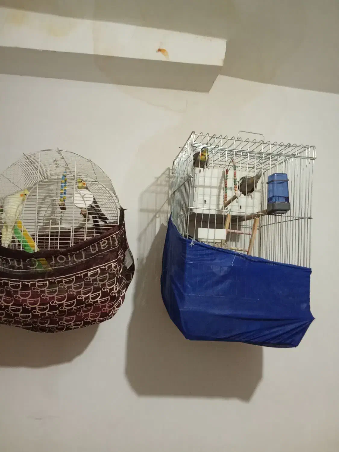 عروس هلندی جفت|پرنده|سقز, |دیوار