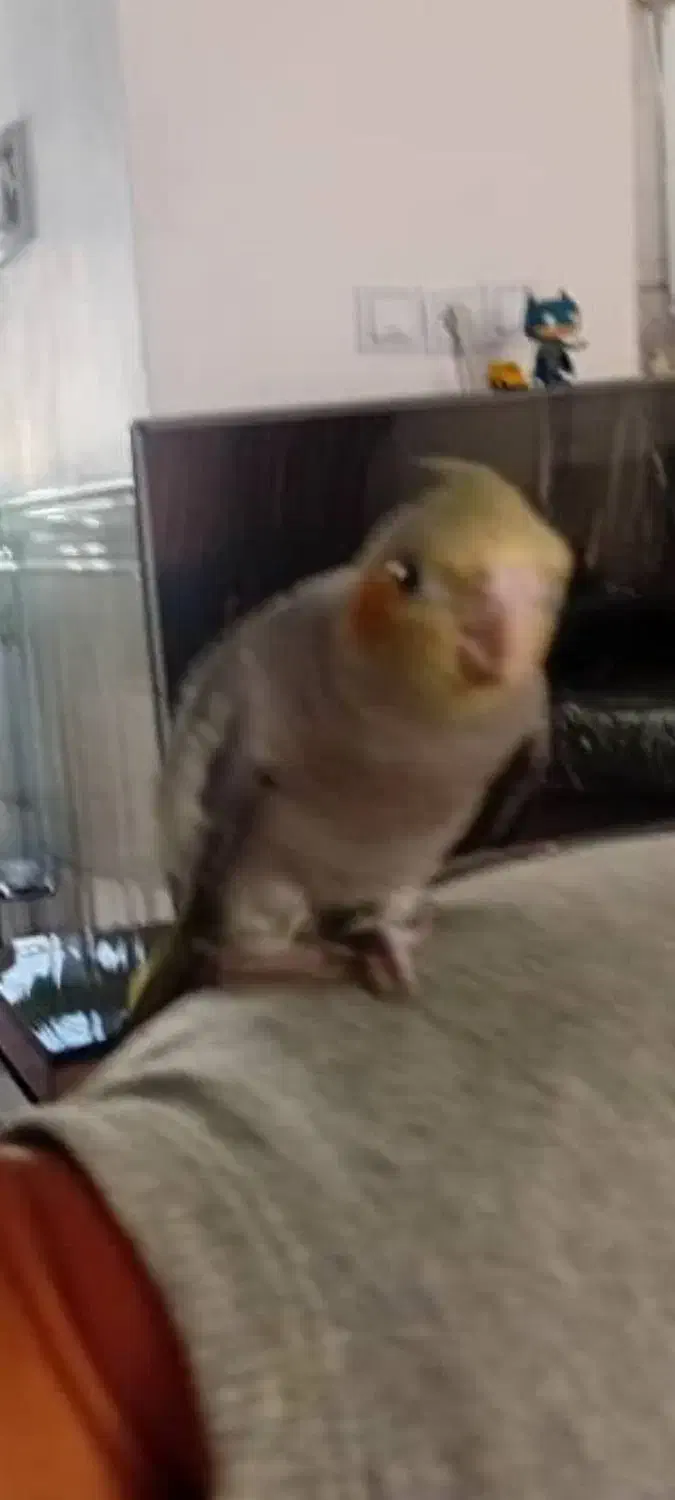 گمشده|حیوانات|شیراز, دارالرحمه|دیوار