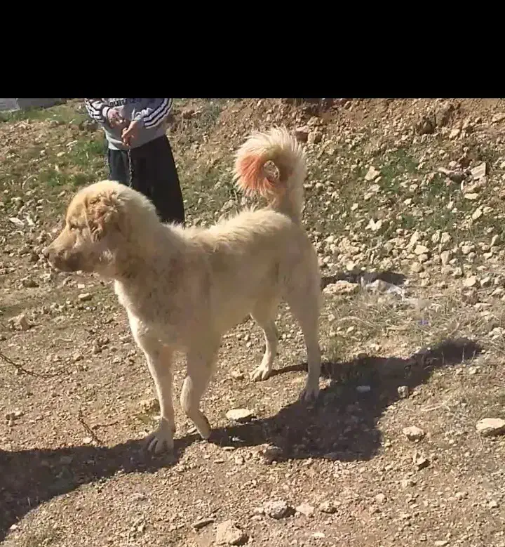 سگ نگهبان|سگ|کرمانشاه, |دیوار