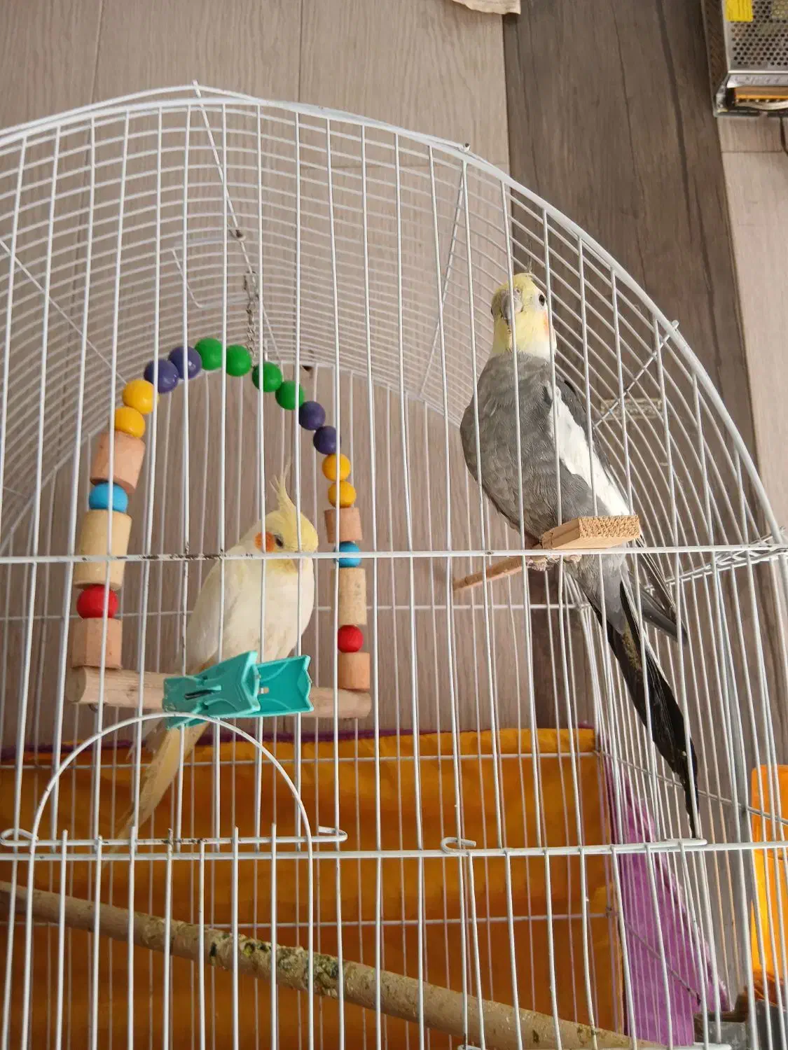 عروس هلندی نر ماده|پرنده|قم, انصار‌الحسین|دیوار