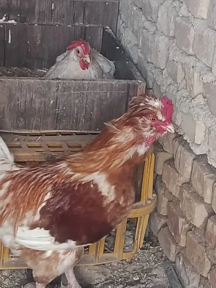 خروس|حیوانات مزرعه|ورامین, ورامین|دیوار