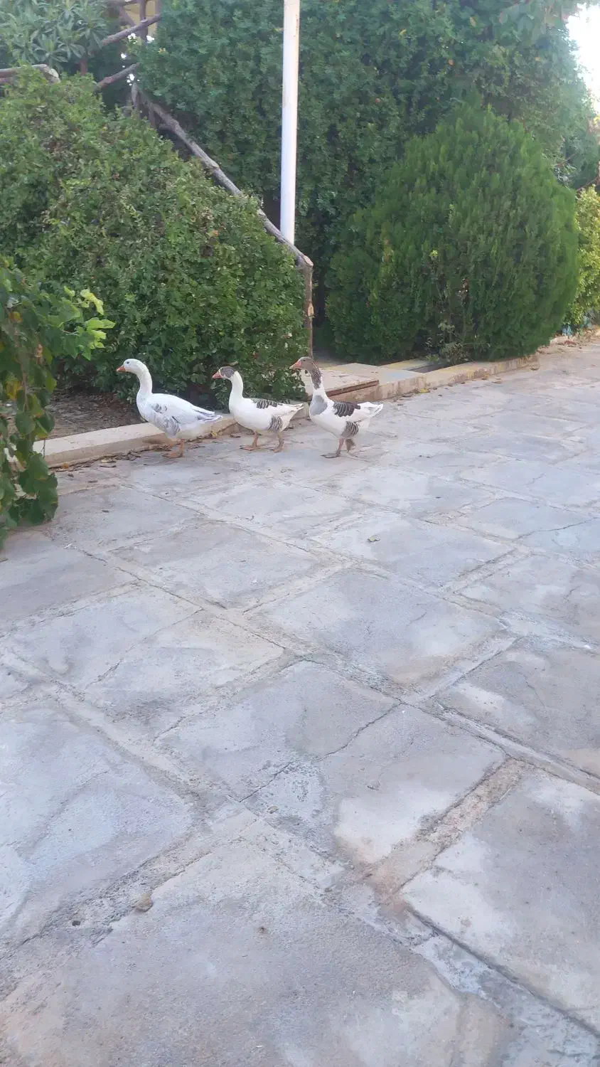 فروش سه عدد غازمحلی نرو ماده|پرنده|طسوج, |دیوار