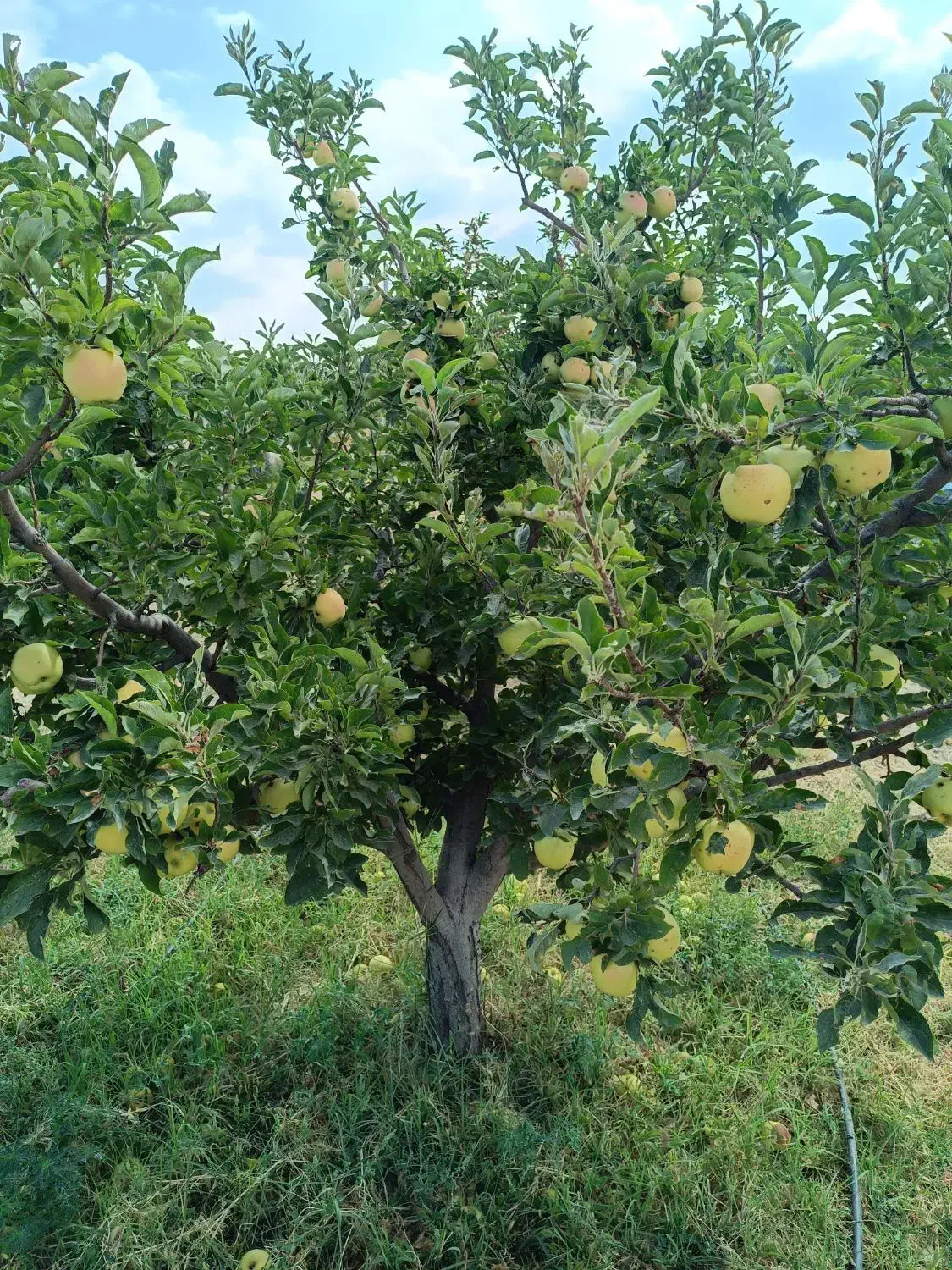 باغ 1000 متر|فروش دفتر صنعتی، کشاورزی، تجاری|اهر, |دیوار