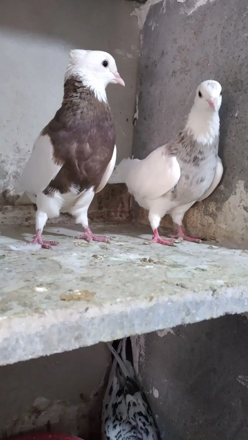کبوتر|پرنده|کنگاور, |دیوار
