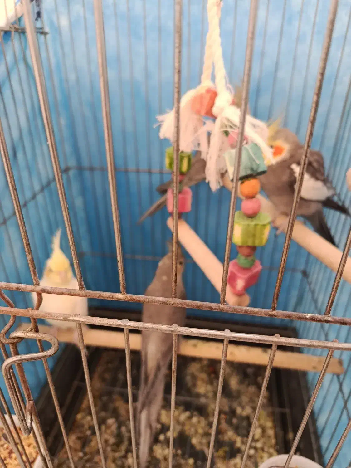 عروس هلندی جفت با جوجه|پرنده|شیراز, شهرک بهار|دیوار