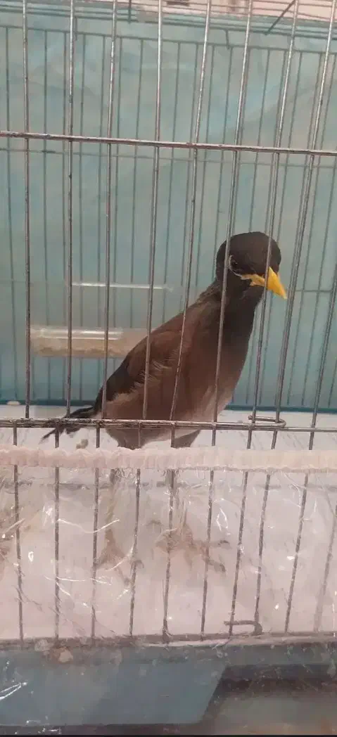 مرغ مینا|پرنده|زاهدان, |دیوار