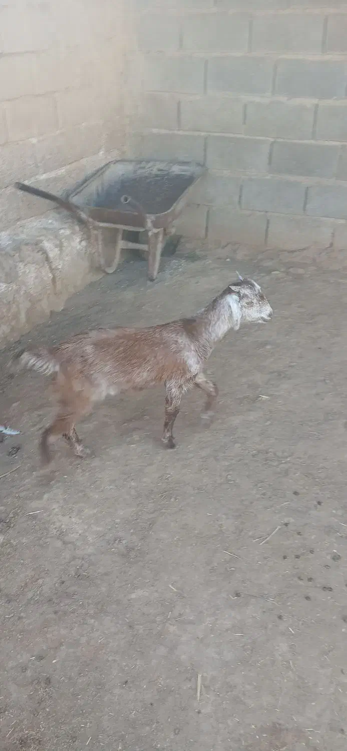 یه دونه کهره ماده|حیوانات مزرعه|داراب, |دیوار