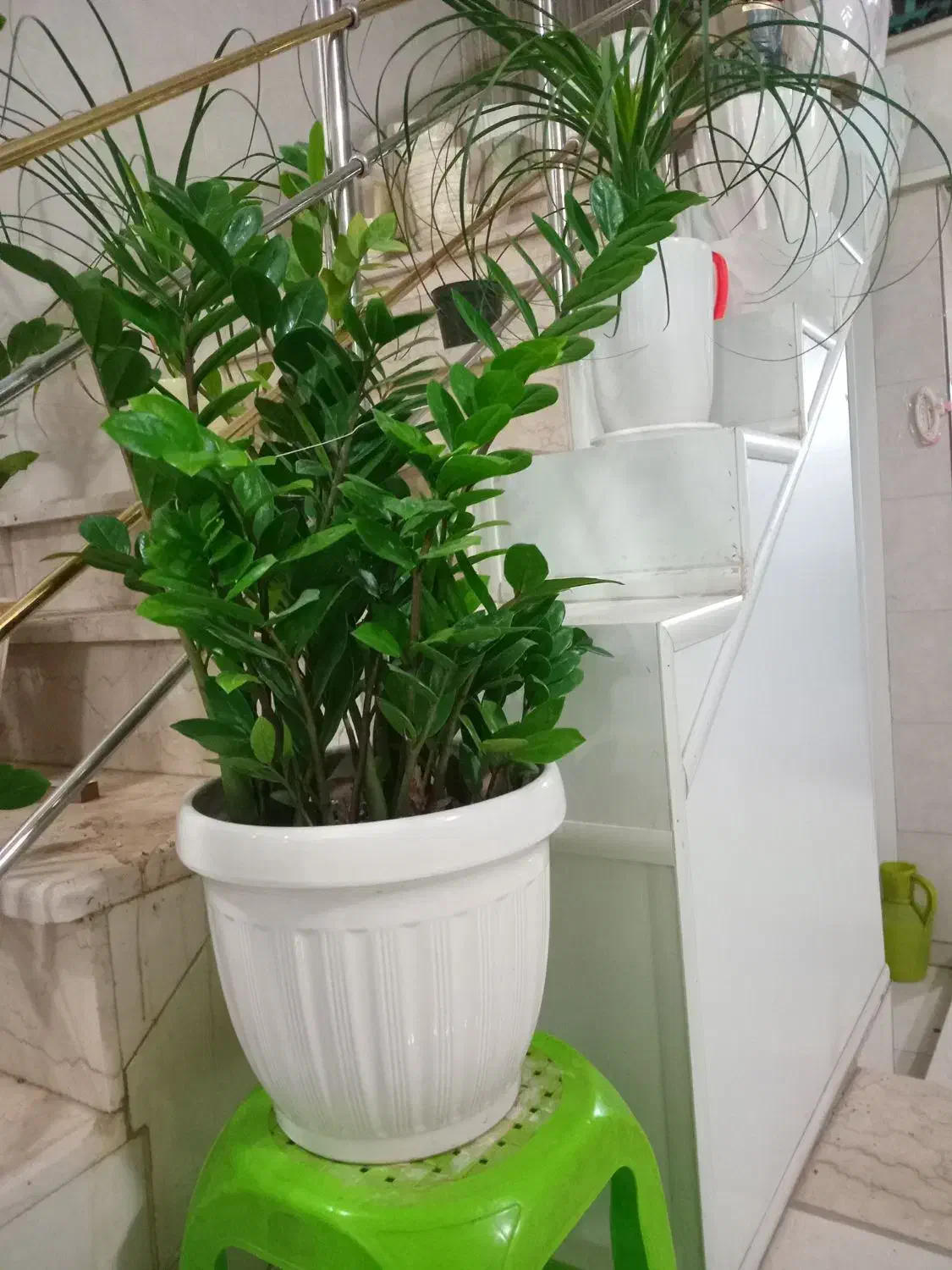 گل فروشی|گل و گیاه طبیعی|فلاورجان, |دیوار