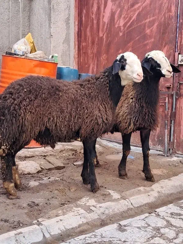 بره قوچ ناب شالی|حیوانات مزرعه|دوتپه, |دیوار