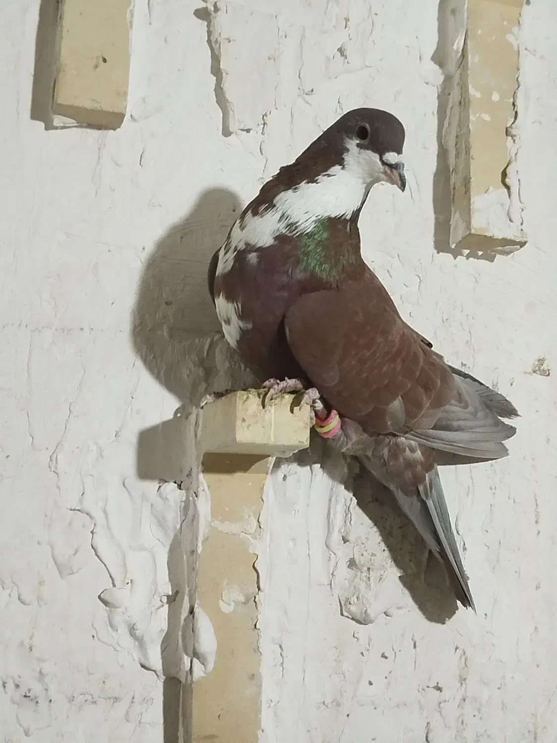 رسمی. شازده و..|پرنده|کرمان, |دیوار