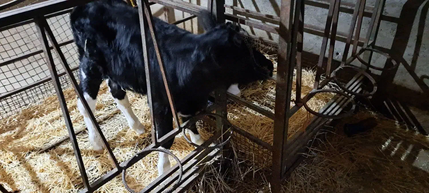 گوساله نر|حیوانات مزرعه|بلبان آباد, |دیوار