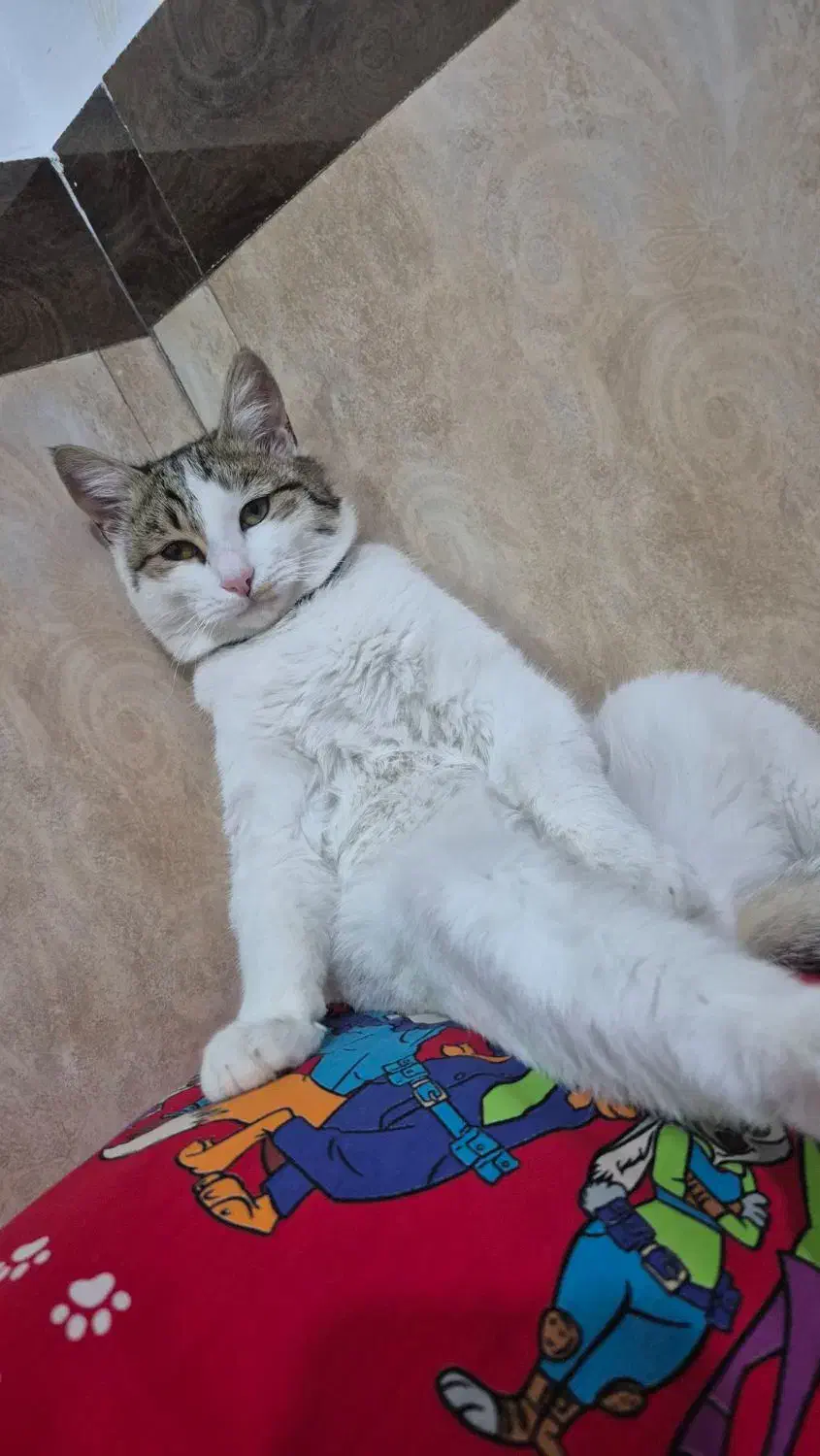 گربه گمشده|حیوانات|میاندوآب, |دیوار