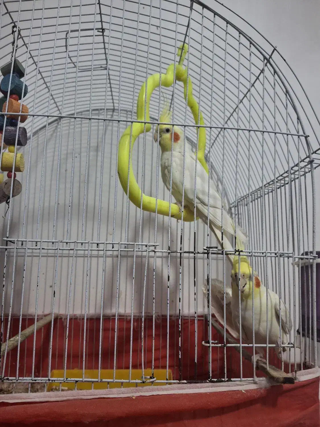 عروس مولد|پرنده|چمران, |دیوار