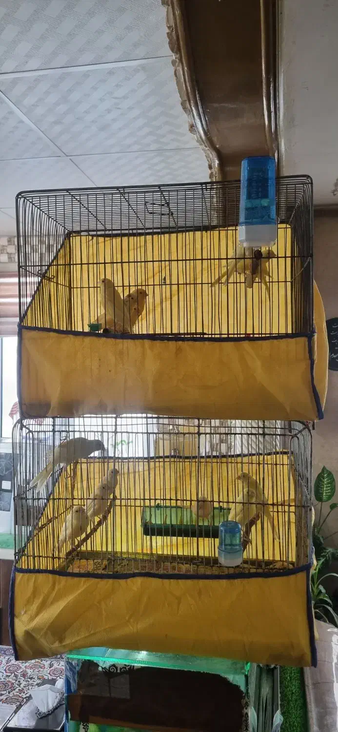 قناری درجه یک و خانگی بی نظیر و سالم و سرحال|پرنده|بروجرد, |دیوار