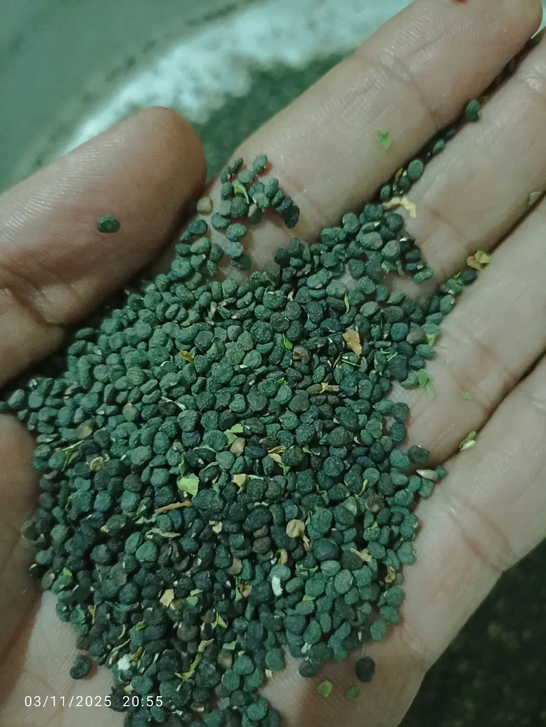 بذرگیاه باستانی تاتوره|حراج|آشخانه, |دیوار