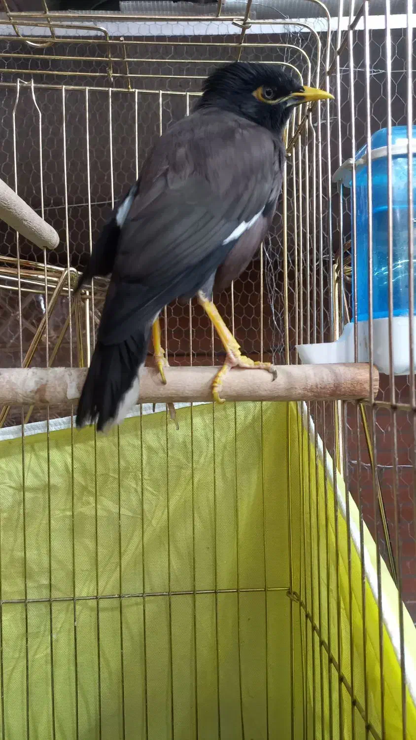 مرغ مینا|پرنده|خمینی‌شهر, |دیوار