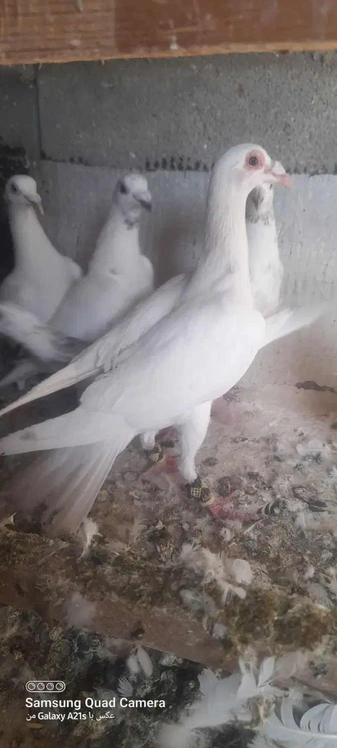 کبوتر طوقی ،دورگ سفید ،کوهی|پرنده|آشخانه, |دیوار