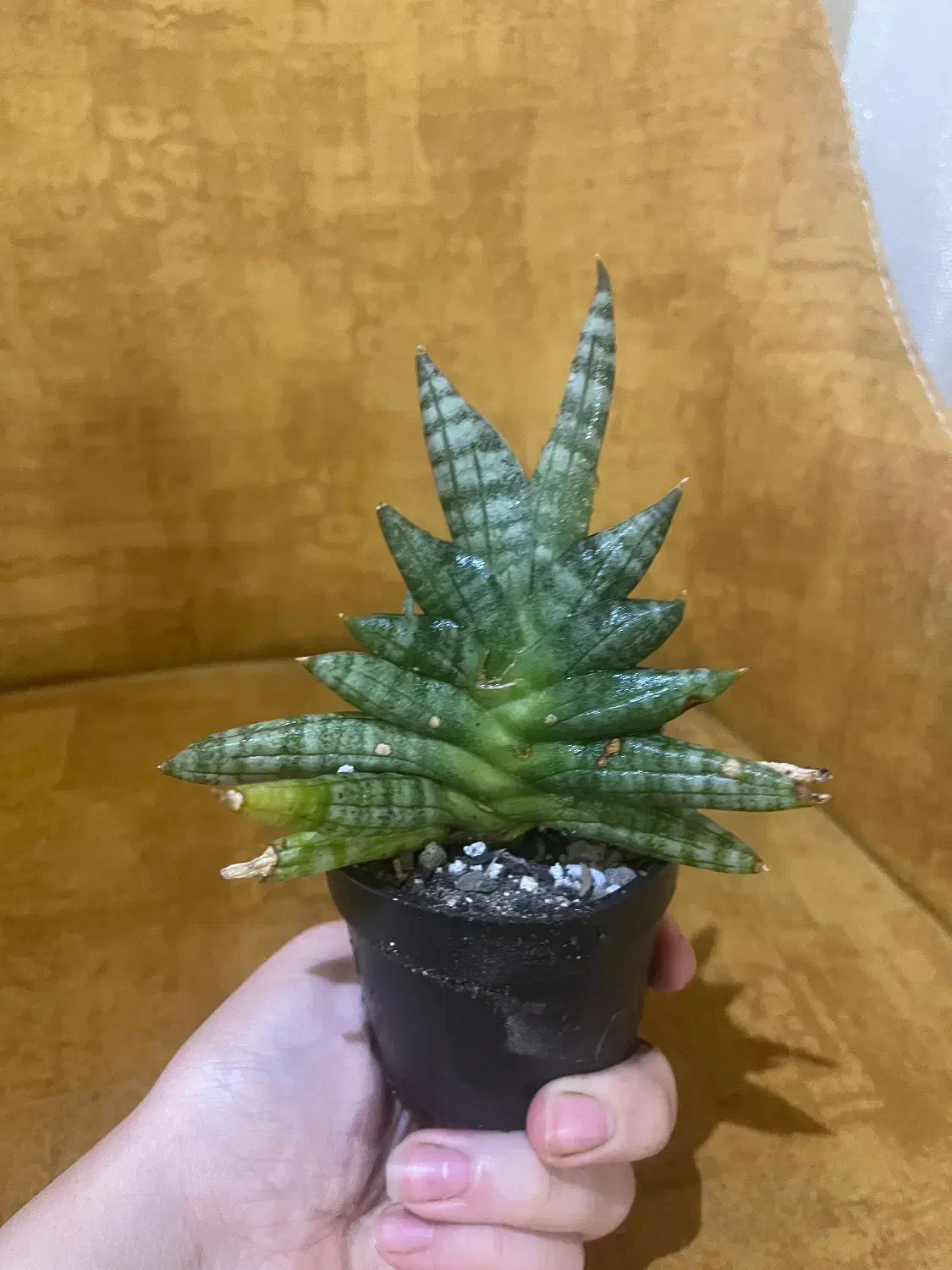 کاکتوس|گل و گیاه طبیعی|مشهد, آیت الله کاشانی|دیوار