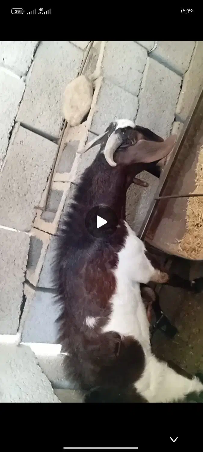 چپش دورگ مورسیا|حیوانات مزرعه|جیرفت, |دیوار