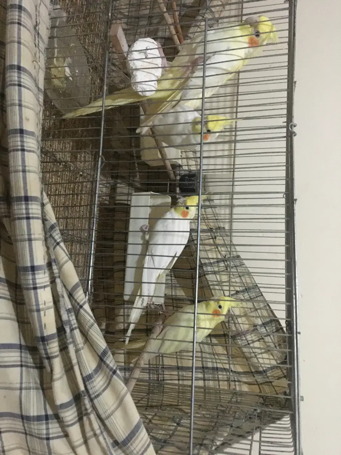 طوطی عروس بالغ سالم|پرنده|آمل, |دیوار