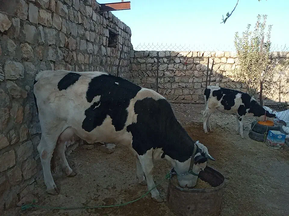 گاو و گوساله|حیوانات مزرعه|چگنی, |دیوار