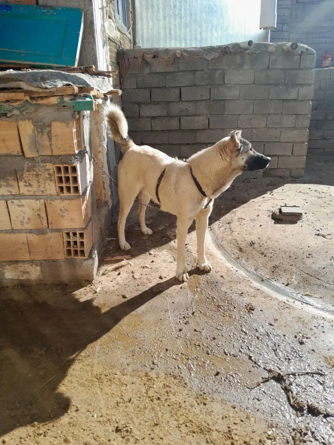 قیمت توافقی|سگ|هشترود, |دیوار