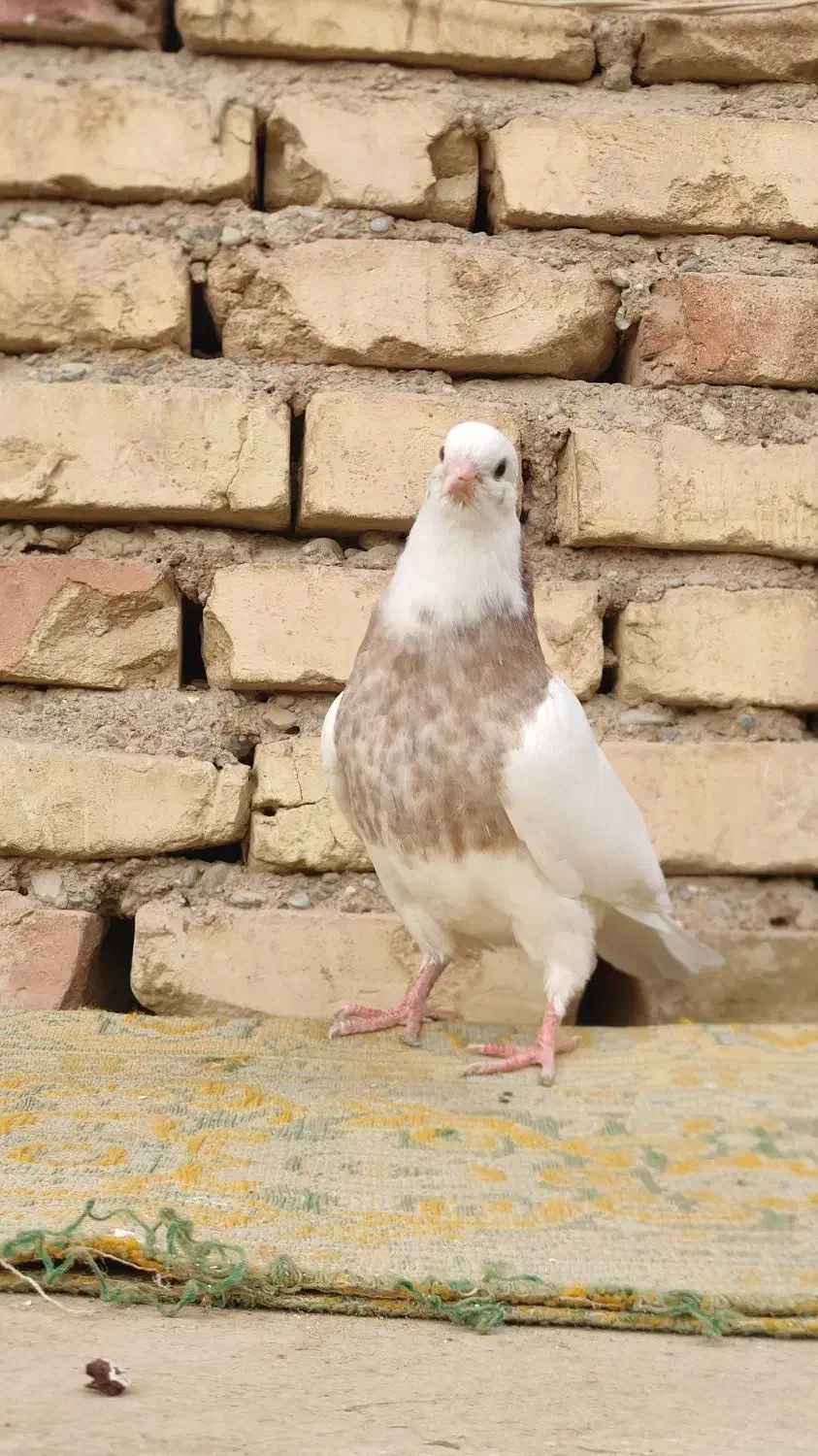 طوقی نر|پرنده|شهرضا, |دیوار