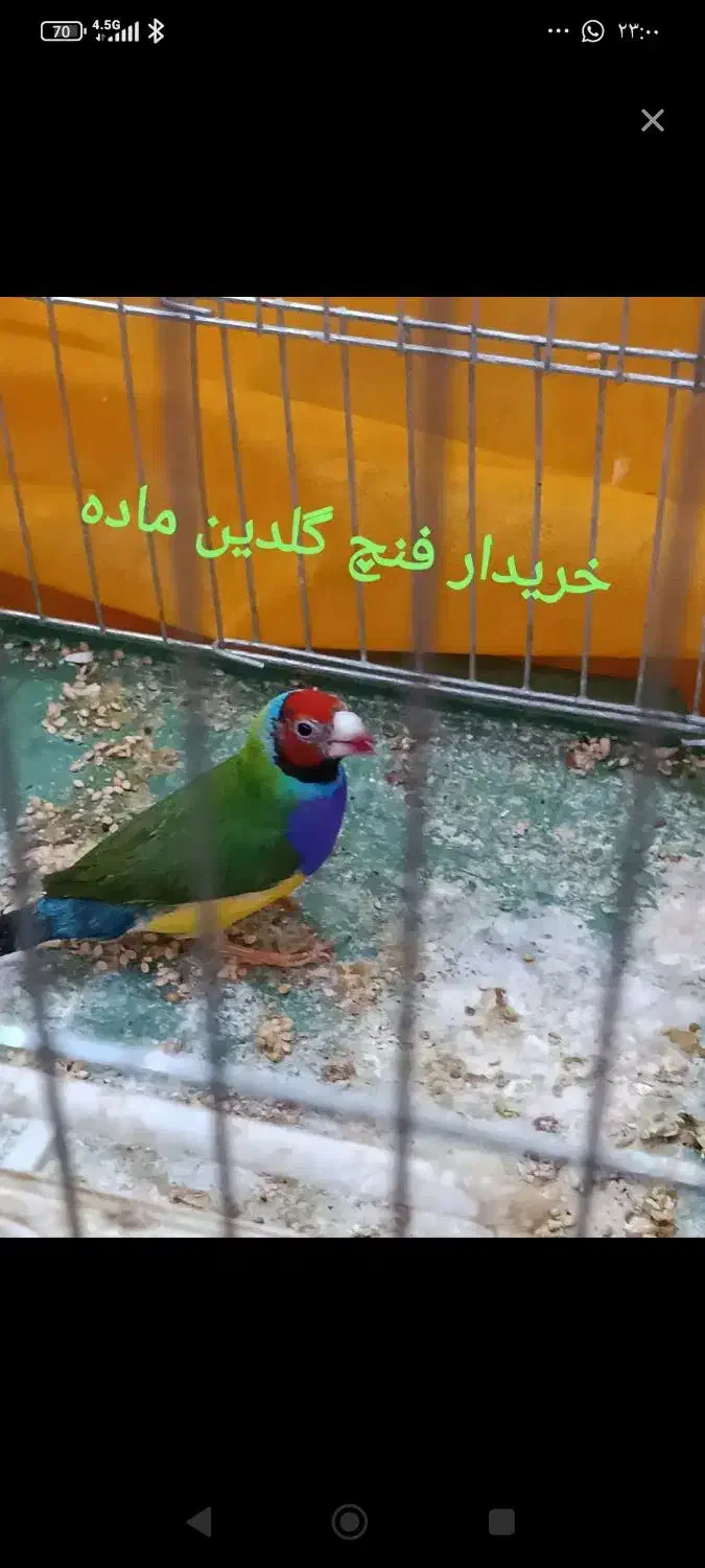 فنچ گلیدین|پرنده|شیراز, جرسقان|دیوار