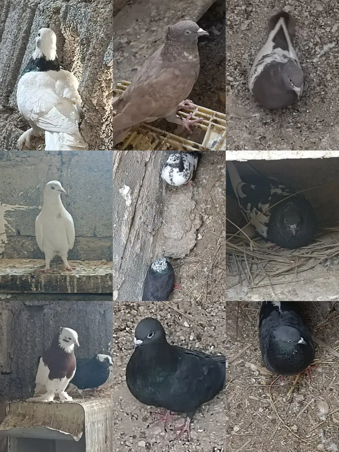 کبوتر|پرنده|جم, |دیوار