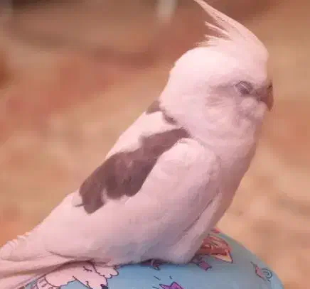 عروس هلندی سفید|حیوانات|کرج, جهانشهر|دیوار