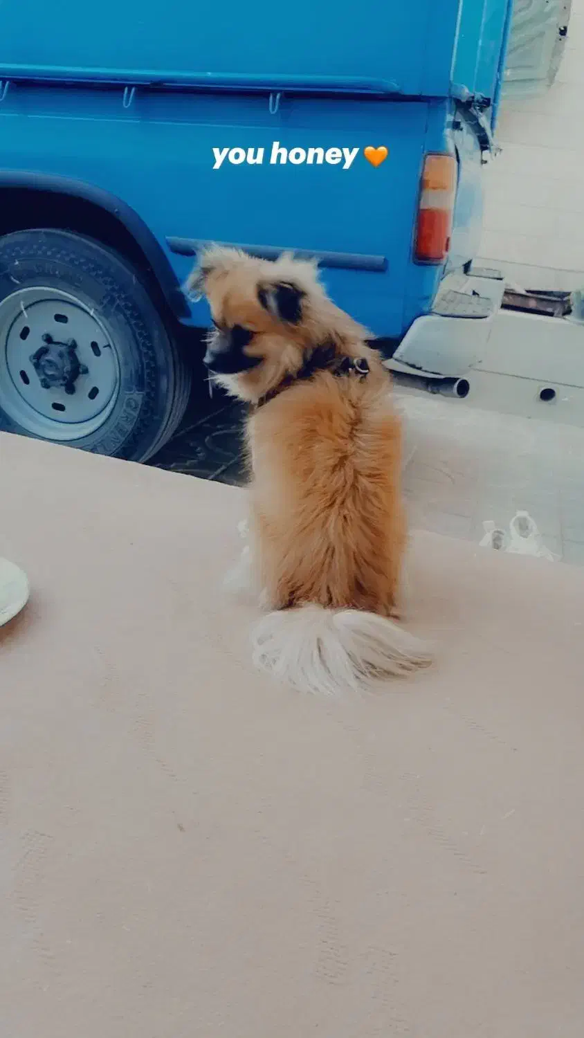 پامر|سگ|مشهد, هفده شهریور|دیوار