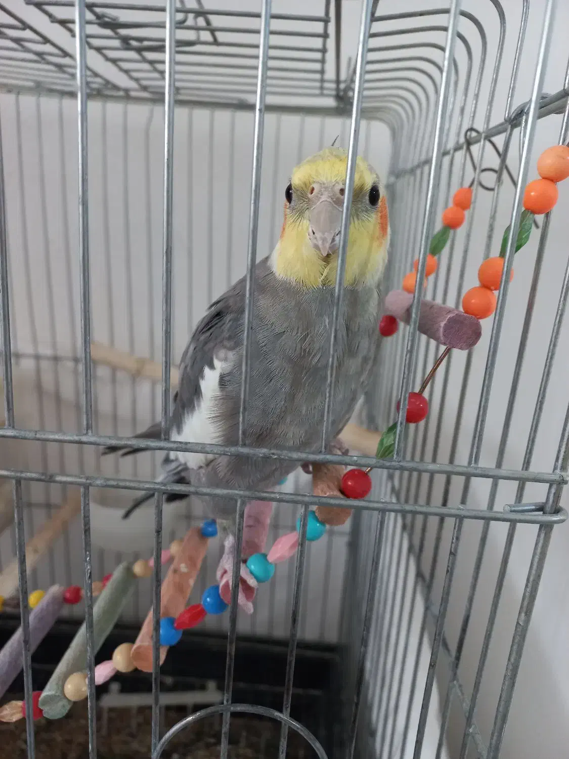 سینامون|پرنده|قدس, شهر‌قدس|دیوار