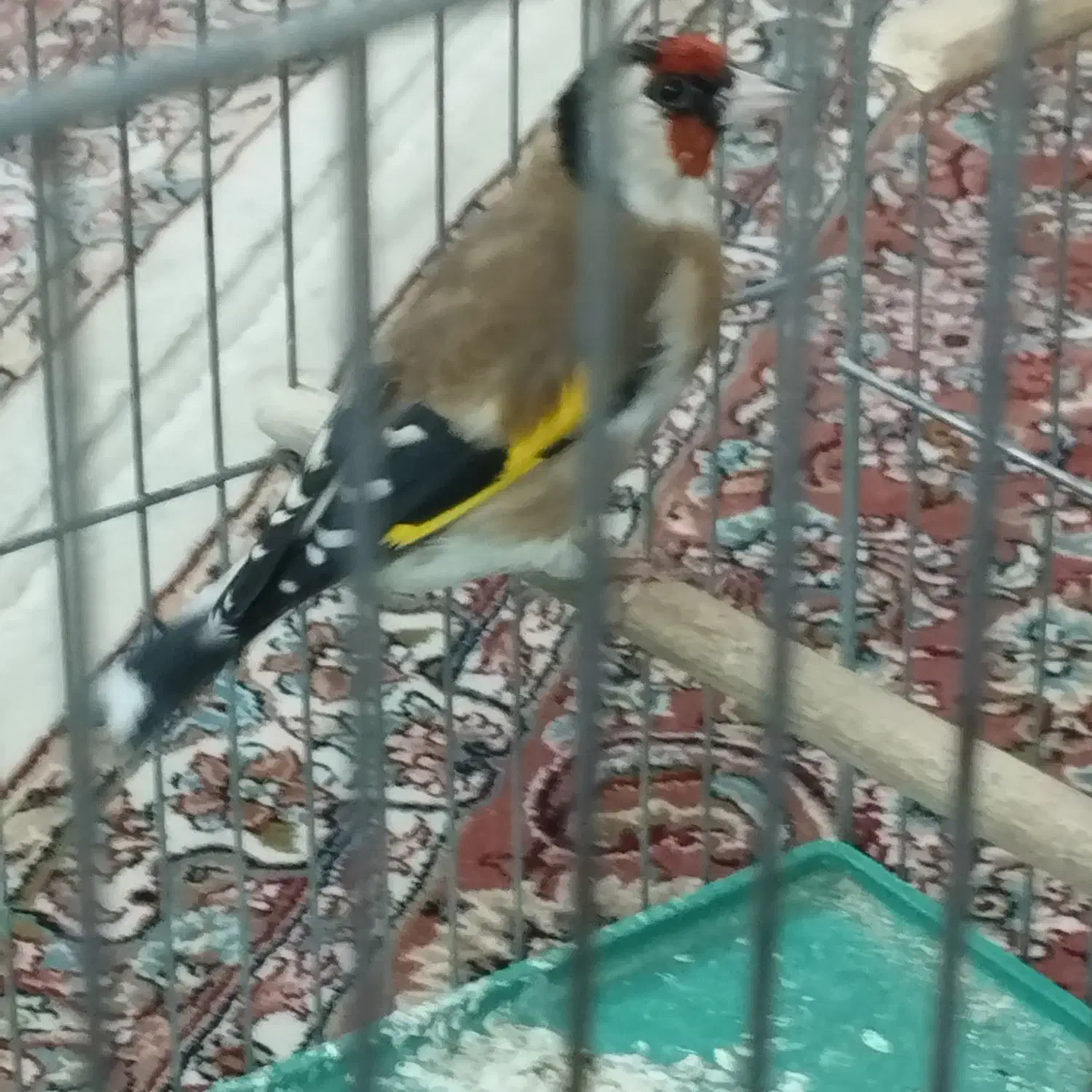 سهره نر آس|پرنده|اصفهان, مهدی آباد|دیوار