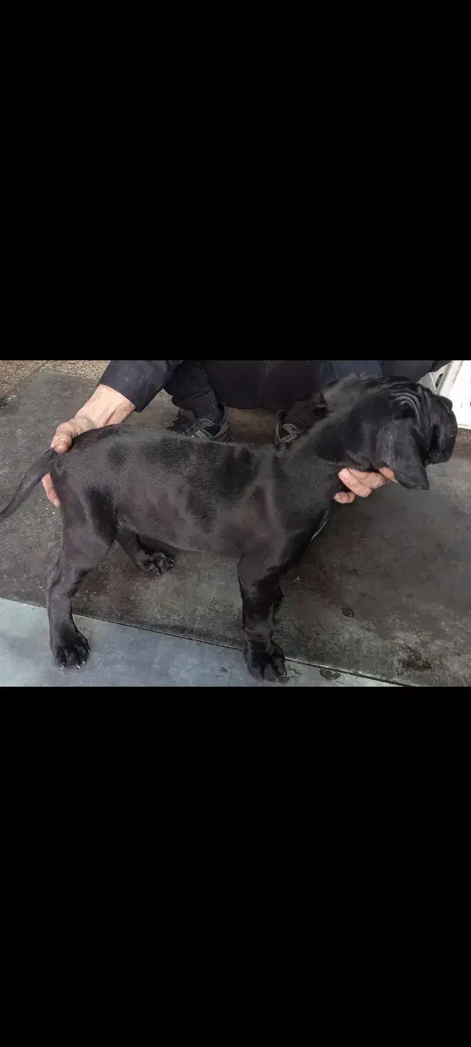 سگ کنکورسو|سگ|تهران, جیحون|دیوار