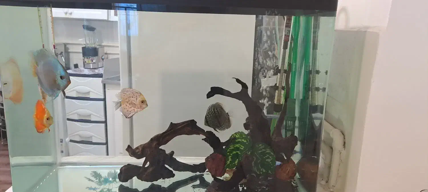 آکواریوم فیلتر سطلی ایهام ۲۲۱۵|ماهی|قروه, |دیوار