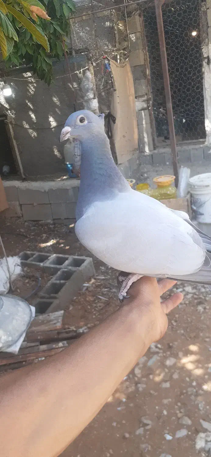 فروش کبوتران بی خط|پرنده|کوه چنار, |دیوار