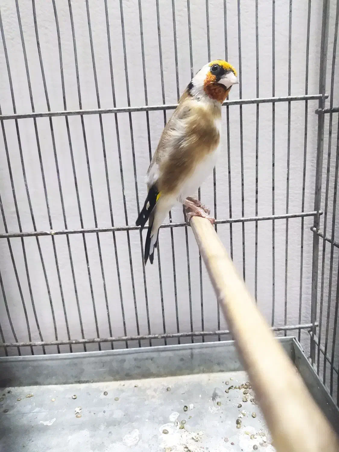 سهره|پرنده|اسلامشهر, شهرک محمدیه|دیوار