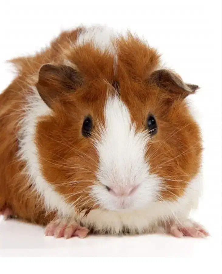 خوکچه هندی|موش و خرگوش|مشهد, پورسینا|دیوار