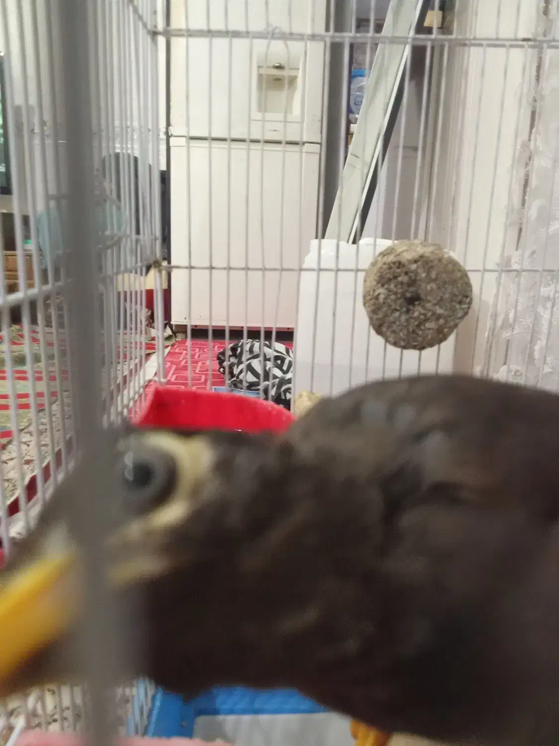 مرغ مینا|پرنده|بهارستان, |دیوار