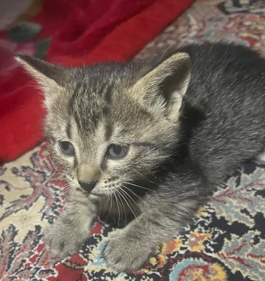 واگذاری بچه گربه|گربه|شهریار, شهریار|دیوار