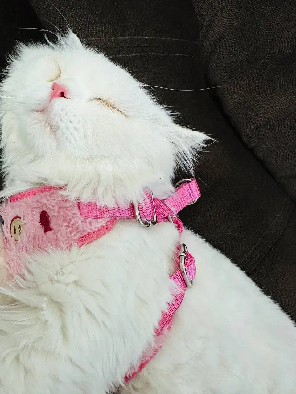 گربه پرشین نر|گربه|ایلام, |دیوار