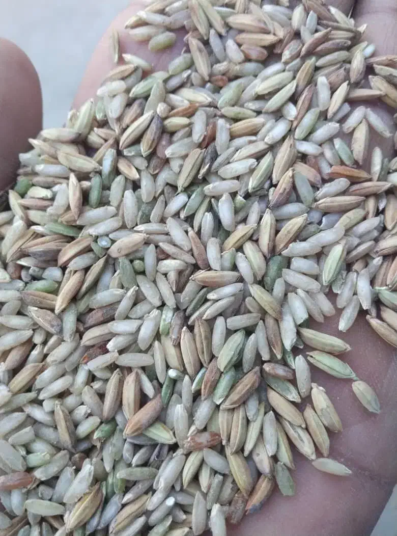 چلتوک عنبربوبرای فروش موجود|عمدهفروشی|شوشتر, |دیوار