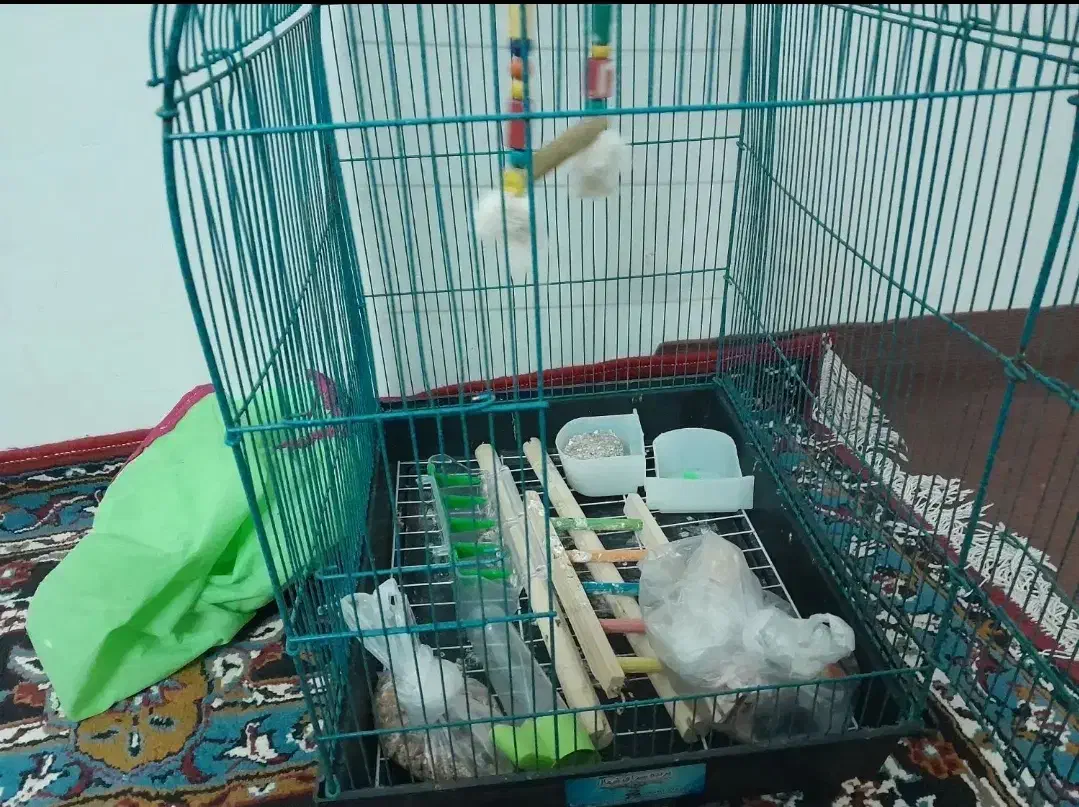 قفس عروس هلندی|لوازم جانبی حیوانات|مینودشت, |دیوار