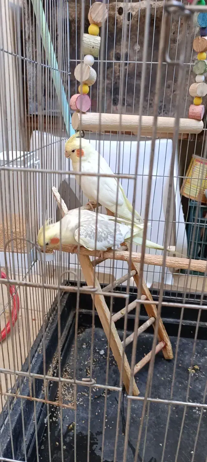 عروس هلندی دوکت پروانه|پرنده|شهریار, یوسف آباد صیرفی|دیوار