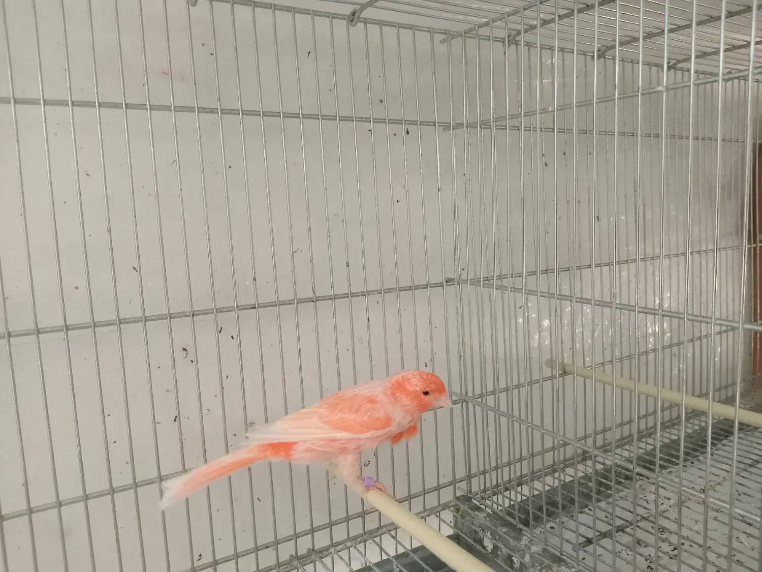 تعدادی قناری برفکی و سرخ سلامت|پرنده|تهران, شارق|دیوار