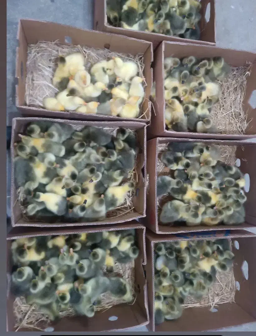 جوجه|حیوانات مزرعه|نقده, |دیوار