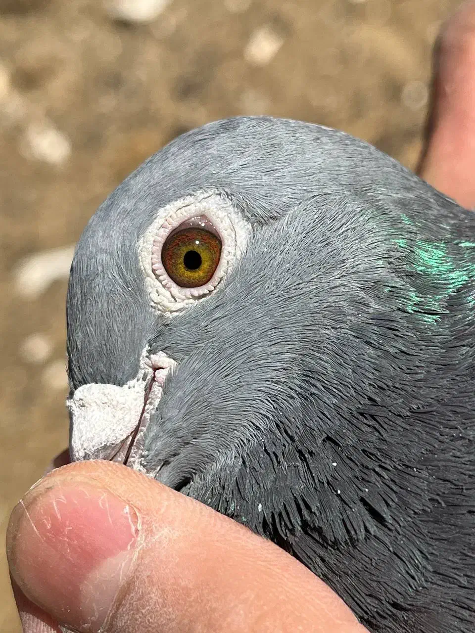 کبوتر مسافتی|پرنده|نیمبلوک, |دیوار